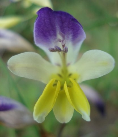 Sparaxis villosa style taller than stamens
